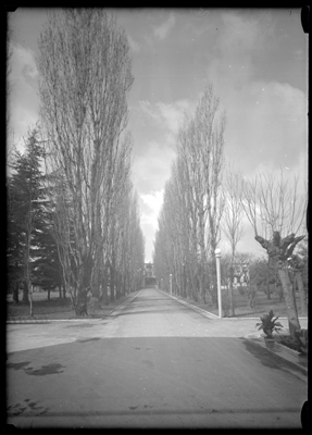 Veduta viale alberato del tubercolosario di Alessandria