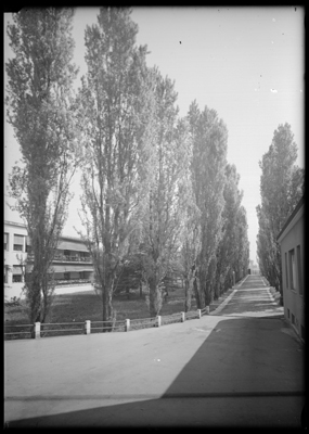 Viale alberato del tubercolosario di Alessandria
