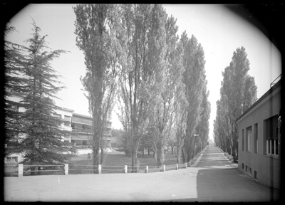 Viale alberato del tubercolosario di Alessandria