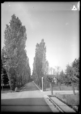 Viale alberato del tubercolosario di Alessandria
