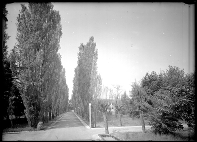 Viale alberato del tubercolosario di Alessandria