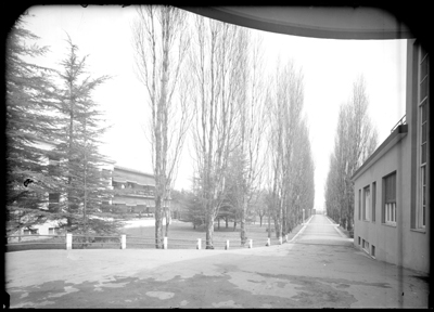 Viale alberato del tubercolosario di Alessandria