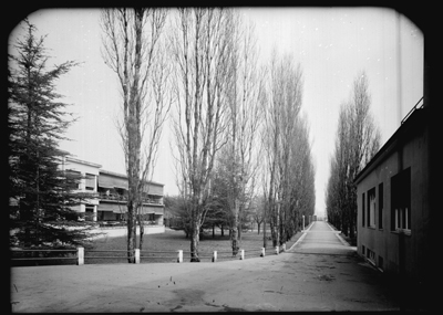 Viale alberato del tubercolosario di Alessandria