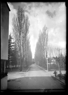 Viale alberato del tubercolosario di Alessandria