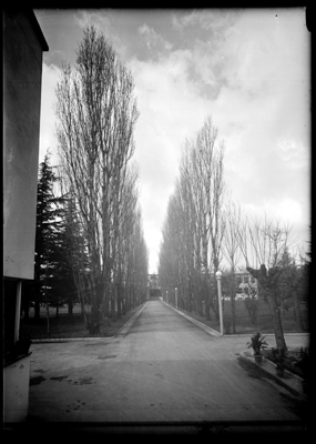 Viale alberato del tubercolosario di Alessandria