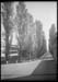 Viale alberato del tubercolosario di Alessandria