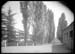 Viale alberato del tubercolosario di Alessandria